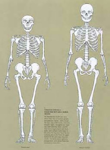 Skeletons of modern human and Neanderthals compared