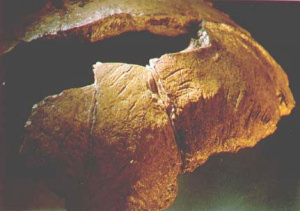 Picture of stone flint knife cut marks on the back of one of the Krapina skulls. 