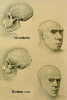 Picture comparing cranium of early and modern man
