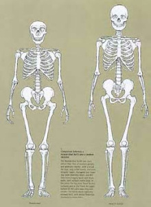 Who was Neanderthal Man?