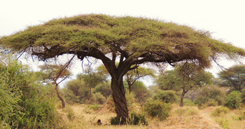 Picture of Acacia Tree (Shittim wood)