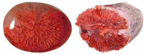 Coral Gemstone