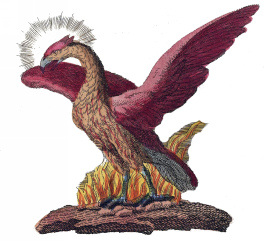 The Phoenix Bird