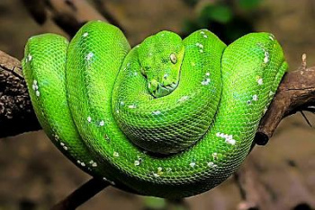 Picture of a snake