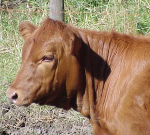 A cow colored red