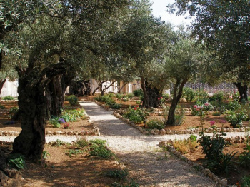 The Garden of Gethsemane
