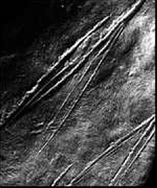 Neanderthal cut marks on bone