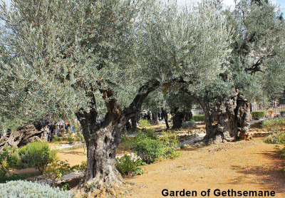 Garden of Gethsemane near Jerusalem picture