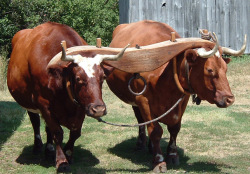 A pair of oxen yoked together