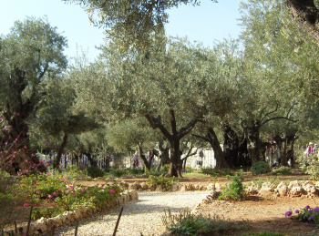 Trees at Gethsemane in Jerusalem